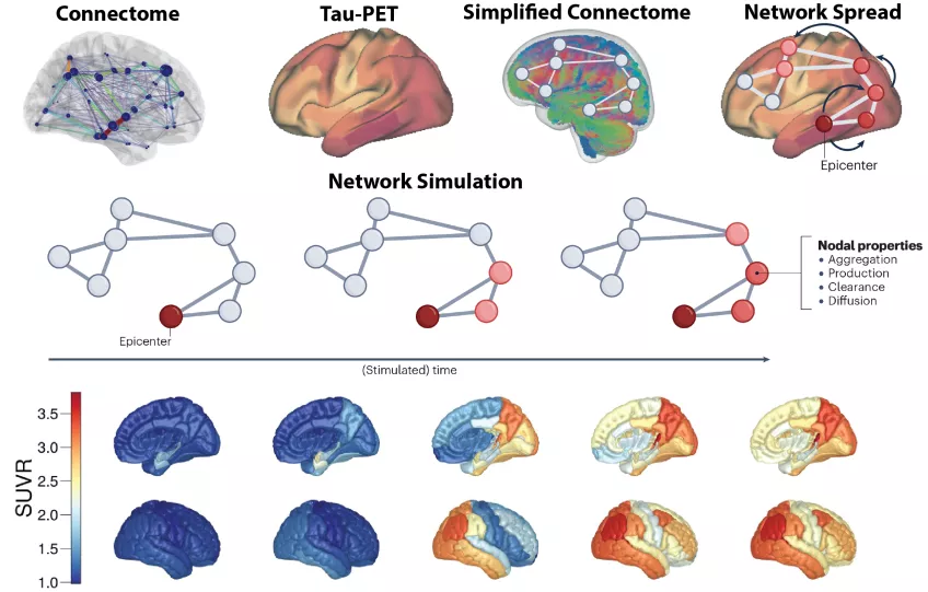 Simulated spread of Tau pathology in the brain. Graphs.