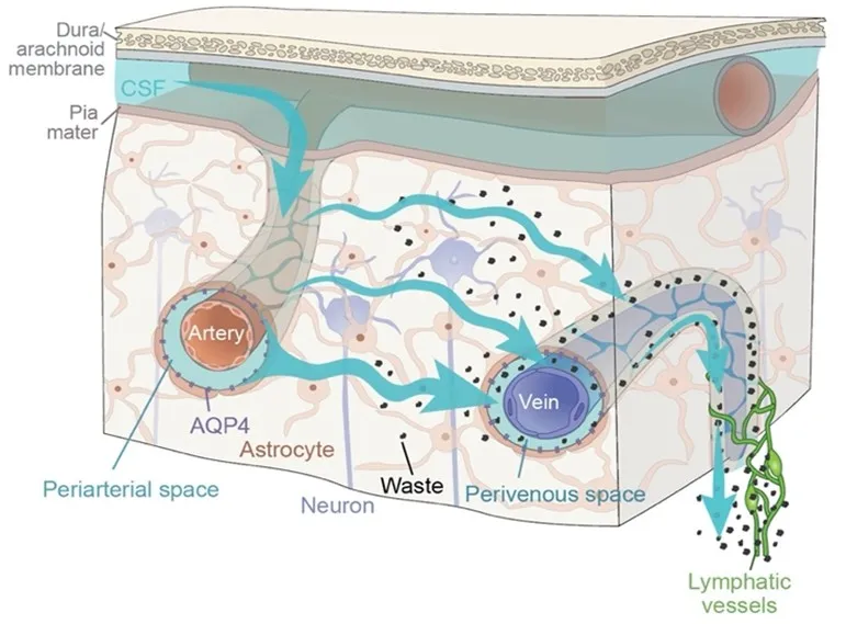 Illustration of the glymphatic system